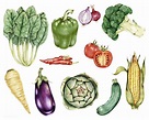 Green Vegetables Drawing - Vegetable