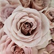 Quicksand® Rose Bush | Grace Rose Farm – Grace Rose Farm (Rose Bushes)