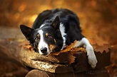 These Stunning Dog Portraits Perfectly Capture Each Pup's Unique ...