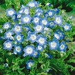 Baby Blue Eyes Seed - Nemophila Menziesii Flower Seeds