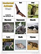 Nocturnal Animals Theme Vocabulary