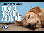 ARTHUR el Perro Ecuatoriano (Toda su historia y su viaje que le cambió ...