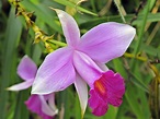 File:Bamboo Orchid.jpg - Wikipedia