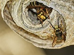 Wespennest entfernen Tipps zum Umgang mit Wespen