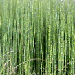 Horsetail: Foraging, Harvesting and Uses • New Life On A Homestead