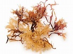 Chondrus Crispus (Carrageenan) Extract - manufacturer - undersun