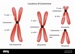 Clasificación cromosómica comparando el brazo largo y el brazo corto ...