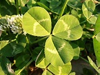 TRÉBOL BLANCO: Trifolium repens | Plantas rioMoros