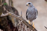 Aguililla gris (Aves de la ciudad de Querétaro) · iNaturalist