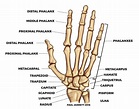 Mr Paul Jarrett | Hand and Wrist Anatomy | Murdoch Orthopaedic Clinic