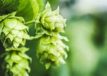 Hops 101: What They Are and How They Taste in Your Beer | Druthers ...