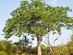 Mahogany Tree Information: Learn About Mahogany Tree Facts And Uses