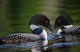 Common loon — The Friends of Rachel Carson National Wildlife Refuge