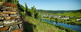 Urlaub an der Mosel - Wein und Feriendorf - Ernst / Mosel