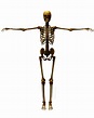 Skeleton Hd Png Transparent Skeleton Hdpng Images Pluspng Images
