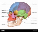 An illustration of the human skull from a lateral view. The bones of ...