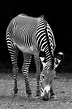 Black And White Zebra Free Stock Photo - Public Domain Pictures