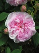 Queen of Denmark | Trevor White Roses | Specialists of Old Roses