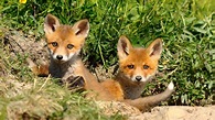 Tiere im Frühling - Fuchsbabys - Wissen - SWR Kindernetz