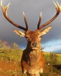 ANIMALS PICTURE: STAG PICTURES GALLERY-5