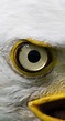 Interesting Photo of the Day: Eagle Eye