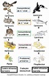 Classificação De Animais De Acordo Com a Alimentação | Animais ...