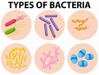 Verschiedene Arten von Bakterien 416739 Vektor Kunst bei Vecteezy