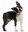 Boston Terrier - All you need to know | DogsGossip.com