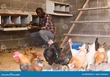 Hombre Agricultor Tomando Huevos De Gallina En Una Casa De Gallinas ...