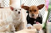 Le Chihuahua de Beverly Hills 2 - Film (2011) - SensCritique