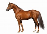 Quiz: Can You Identify These Parts Of The Horse? – iHeartHorses.com