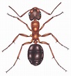Narrow headed ant Formica exsecta - Lizzie Harper