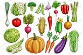 Vegetables isolated sketch set with fresh veggies | Vegetables, Stuffed ...