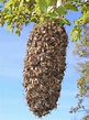 Capturing and Installing A Swarm of Bees