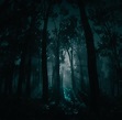 Deep in the Dark Woods : r/reddeadphotography