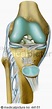 Kniegelenk, knee joint - DocCheck