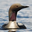 Types of Loons: All Loon Species in the United States - ABC