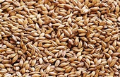 Diferencias entre grano, cebada y malta – Sooluciona