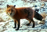 Fox - Fox Photo (24576824) - Fanpop