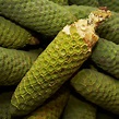 Monstera Deliciosa: This fruit either burns your throat or tastes like ...