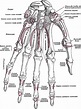 Skeletal Anatomy of the Hand - Hand Clinics