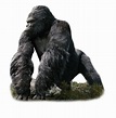 King Kong Png ,HD PNG . (+) Pictures - vhv.rs