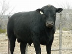 18-24 month old Angus bulls sell on March 10, 2015 - McKenzie Land and ...