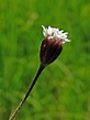Florestina pedata (Asteraceae) image 79159 at PhytoImages.siu.edu