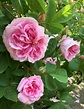 Rosa ‘Queen of Denmark’ | Pink Alba Rose – Susan Rushton