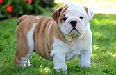 English Bulldog Puppy Training and Breed Information - Eat Sleep Walk