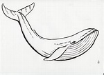 Blue Whale pencil Drawing free image download