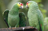 Red-lored Parrots (Amazona autumnalis), Chiapas - a photo on Flickriver