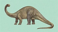 Brontosaurus Pictures & Facts - The Dinosaur Database