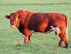 File:Bull on uk farm 3n06.jpg - Wikimedia Commons